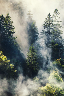 mstrkrftz:  Smoky Forest by Steffen Egly 