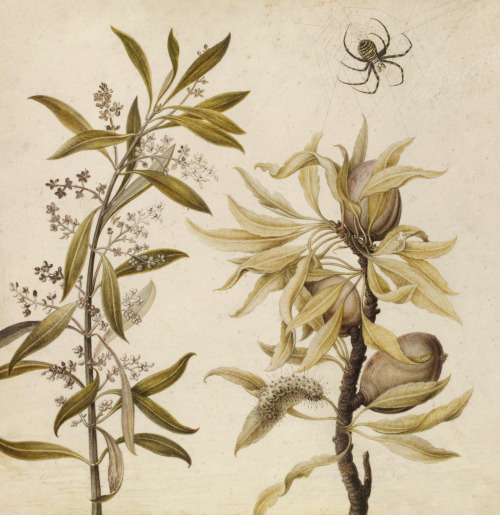 clawmarks:  Studies of plants - Guillaume Toulouze - 1650 - via The British Museum