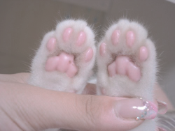 meowneko:  jelly bean paws! 