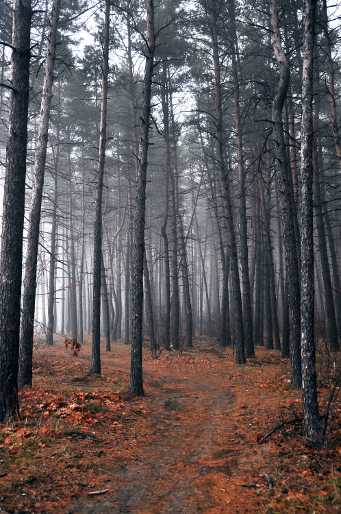 forest walk