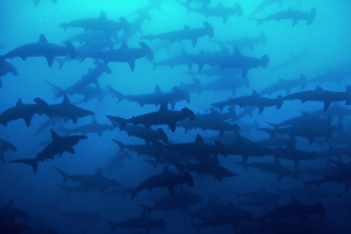 beyondtheseablog: nubbsgalore: hammer time. schools of scalloped hammerhead sharks photographed in t