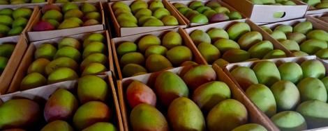 Kenyans React After School Punishes Parent Of Daughter Who Stole Mangoes