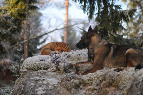 fakehouseresidentt:   phototoartguy: The adorable and unlikely friendship between a fox and a dog that’s being turned into a children’s fairytale book Photographer Torgeir Berge  Oh no. 