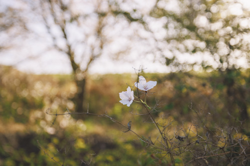 2022-04-09Spring, Cherry BlossomCanon EOS R3 + RF15-35mm f2.8L ISInstagram  |  hwantastic79vivid