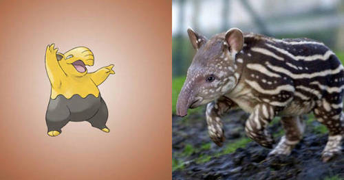 retrogamingblog:Pokemon and the real creatures that inspired their designPoliwag - Translucent Tadpo