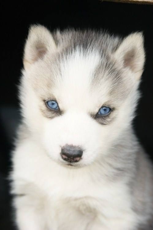 louisaab:  little puppy en We Heart It. http://weheartit.com/entry/75636850/via/gabrielleDuchess