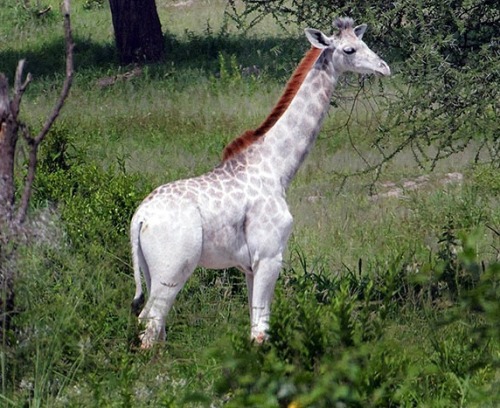 buy-skulls: Meet Omo the white giraffe! This beautiful and extremely rare animal is leucistic, meani