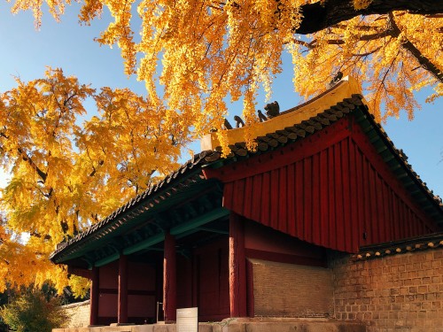 rjkoehler:Beautiful ginkgo trees at historic Sungkyunkwan University.