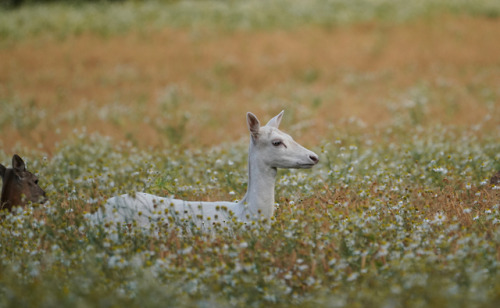 swedishlandscapes:I spotted this rare white deer when I was out driving the other morning. I ha