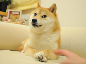 dogjournal:  THE DOG BEHIND THE “DOGE” adult photos