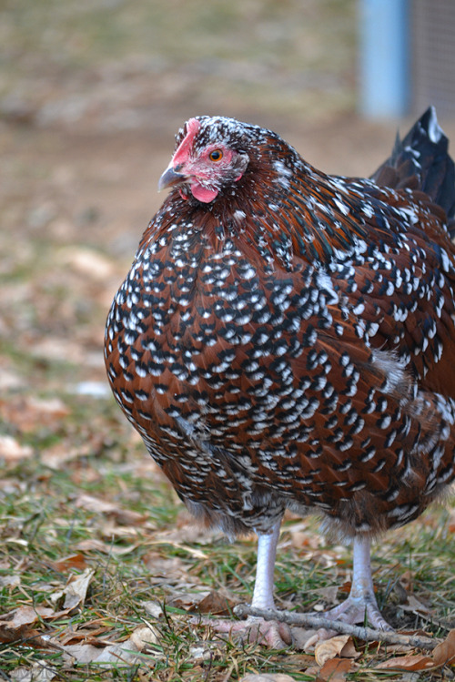 idess: Took some photos of our flock yesterday :3 It was pretty cold so I got a lot of cute fluffed