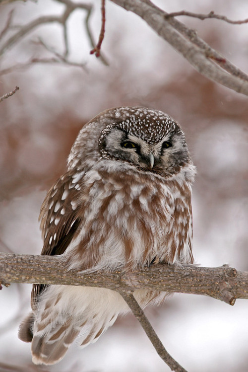 Boreal Owl (Aegolius funereus) &gt;&gt;by Jared Clarke 