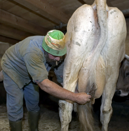 bauabua:farmersonsub: csonrubber:  Favourite collection of dirty farm workers (6)       These are some real Alpha male. Hard working. Geared. Booted. Naturally macho and dominant.  😘