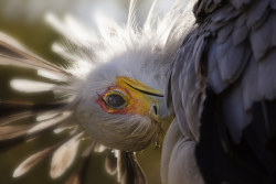 sdzoo:  Secretary Bird by Brian Connolly