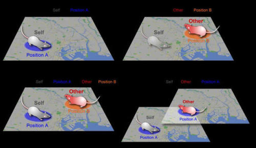 currentsinbiology: Brain’s GPS Has a Buddy System To be successful as a social animal, you nee