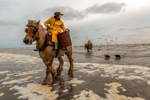 ainawgsd:   On the northwest Belgian coast, there is a little known tradition: shrimp fishing on horseback.   The activity consists of what its name describes: fishing shrimp on a horse.    In the 15th century, shrimp fishing on horseback was still practi