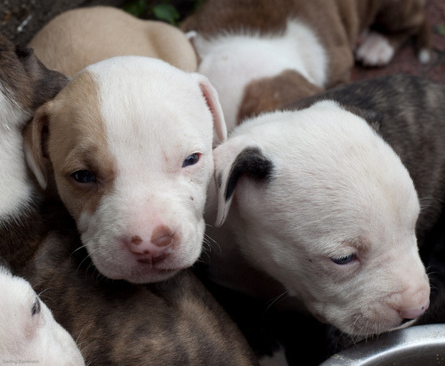 Porn samosevie:  Pit Bull Pups (by sterlingz)  photos