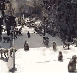 4gifs:  If you stop, you die
