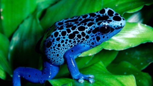 Todays Funky Frog Of The Day Is: Dendrobates Tinctorius "azureus"! Commonly Known As The Blue Poison