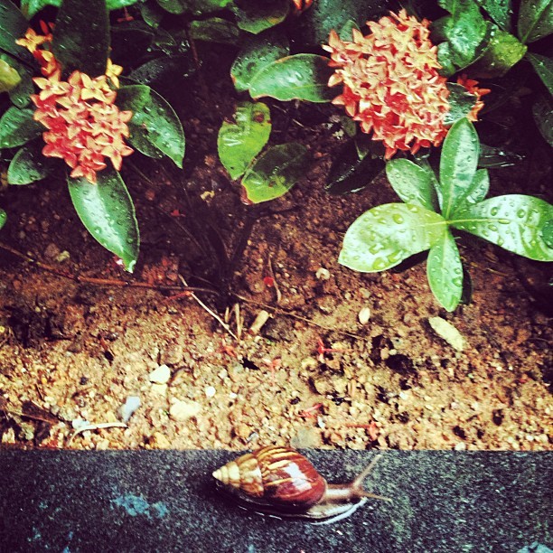 Nature… #nature #naturebeauty #flower #flowers #beauty #red #rainyday #rain #badweather #snail #snails #documentary #iphoneonly #iphonephoto #photo #iweather