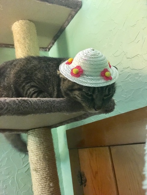 coolcatgroup:Her hat makes her depressed ❤️