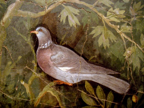 idionkisson:lionofchaeronea:A pigeon.  Fresco in the Third Style from the House of the Golden B