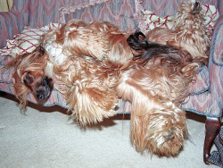 hounddogsrunning: tams!* *not a model 