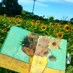 oreozico:  My first time on a sunflower field