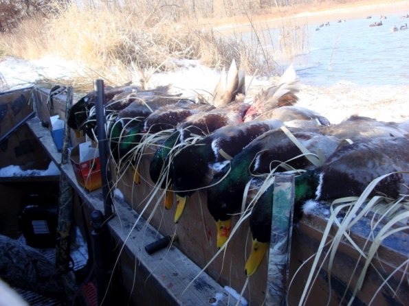 gentlemanbobwhite:  Visit #gentlemanbobwhite for more pics about bird hunting, good