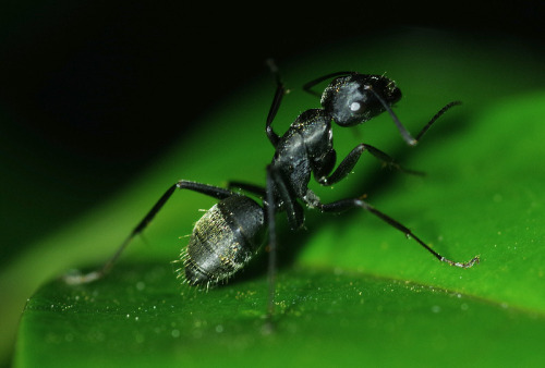 Here&rsquo;s an ant mimicking jumping spider - Myrmarachne Spp. and an ant from one branch over.