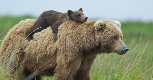 Sex fridaybear:  You didn’t think Friday Bear pictures