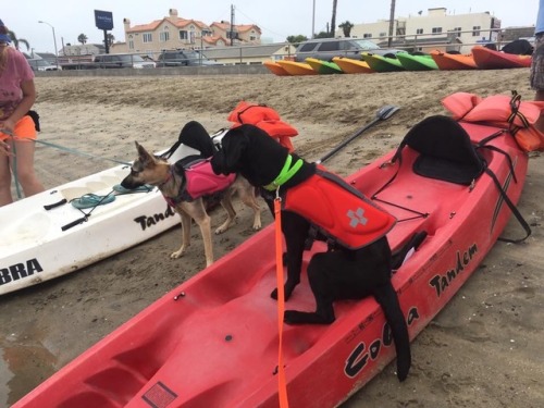Kayak adventure! Valkyrie is a natural and actually loved jumping off and climbing back into the boa