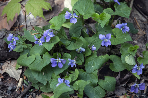 Favorites: Bunches of Wood Violet are springing from the forest floor like wild bouquets. © riv