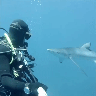 seatrench:Curious Blue Shark(source)