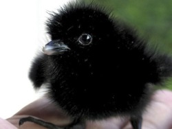 builttobulk:  youranimeprince:Crow babies