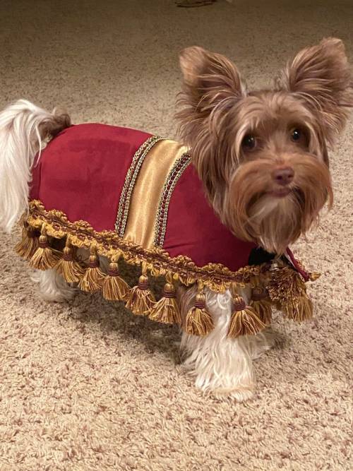 Footstool Dog Costume by sewdoggonecreative 