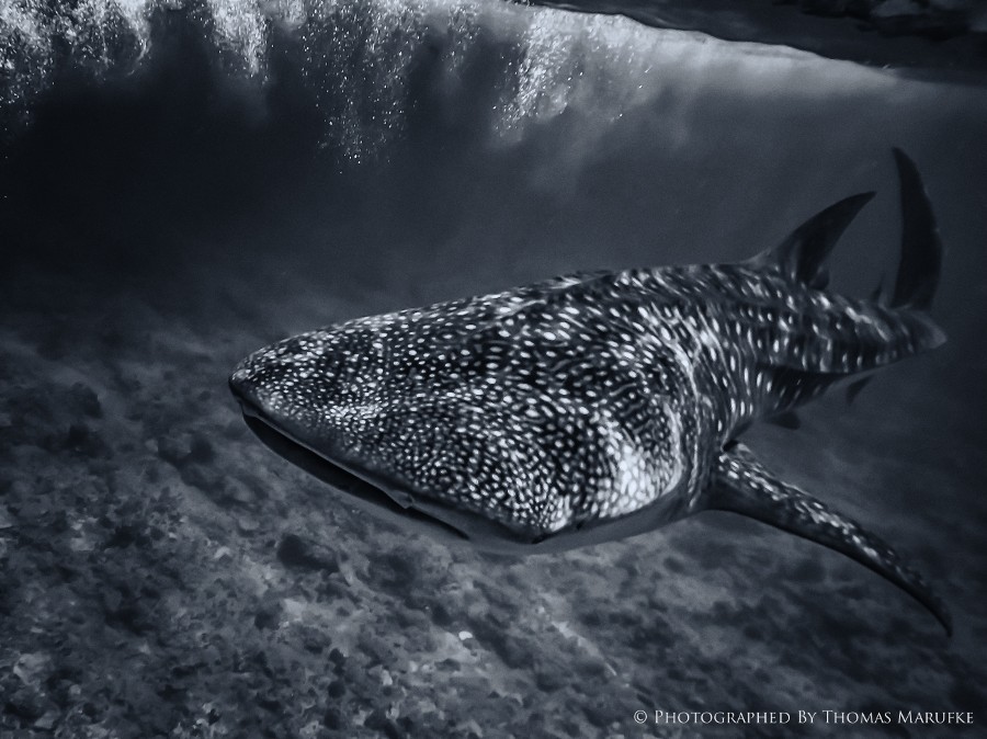 lifeunderthewaves:  Whale Shark - Face To Face by thomasmarufke Whale Shark - Face