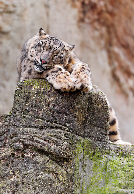 orbited:  Mayhan sleeping in a cute and cool position by Tambako The Jaguar on Flickr