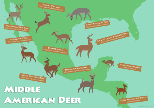 Cervidae (True Deer)Western Hemisphere | Eastern Hemisphere | Extinct*locations on the maps aren&rsq