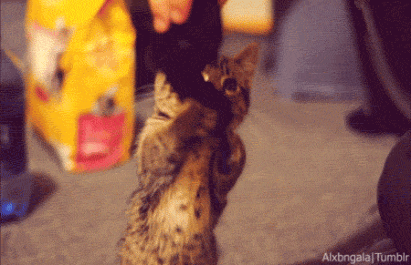 Just look at him awww