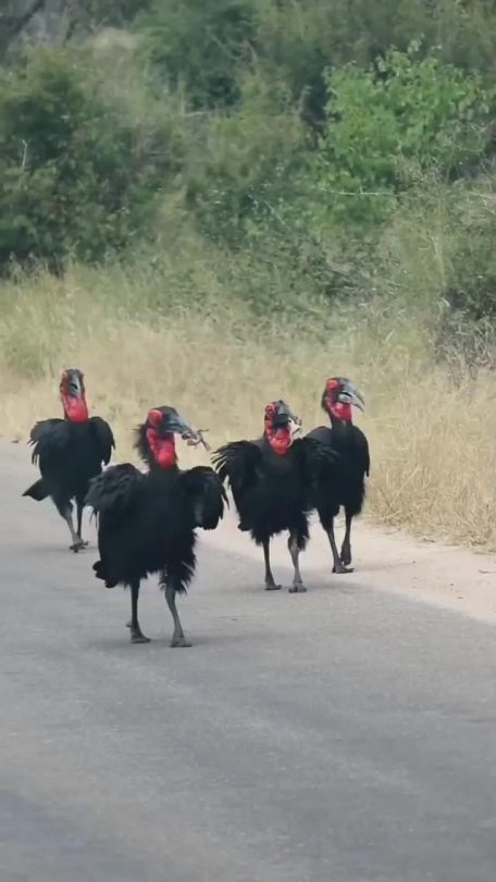 misterlemonzagain:blizzardofjj:debelice:African Ground Hornbills …. Out lookin’ for trouble…https://misterlemonzagain.tumblr.com/archive