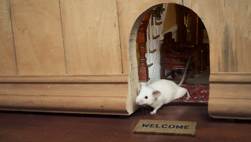 theonion:Study: Only 40% Of Mice Have Little Welcome Mat, Doorway Leading To Tiny Home Inside WallCA