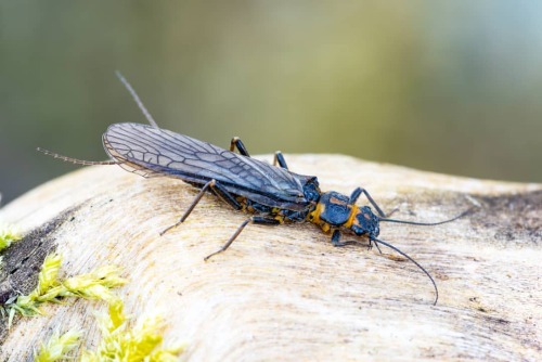 Steinfliege #stonefly #steinfliege #foto #fotografie #makrofotografie #naturfotografie #photography 