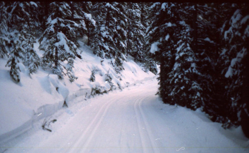 jacindaelena:{ Alberta }