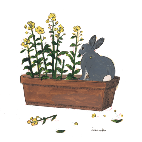schinako: Spring has come