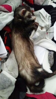 cicatrizx:  I woke up this morning to find that Stinky wasn’t sleeping in his cage… I found him in my sock drawer. 