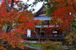 ileftmyheartintokyo:  Autumn in the temple by kateinkyoto on Flickr.
