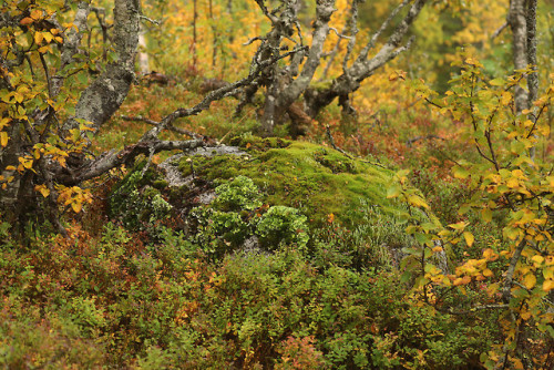 michaelnordeman:Edsåsdalen in Jämtland, Sweden.