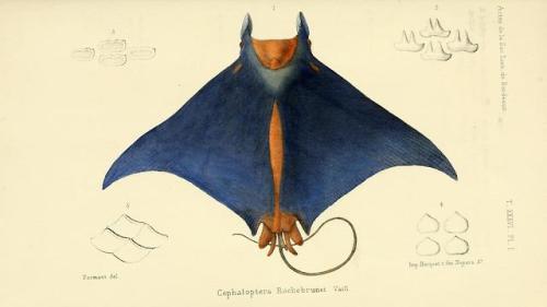 theartfulgene:Devil rays are a lesser known cousins of manta rays, they are also sometimes called ‘f