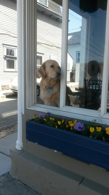 floralfuckups:  He was having a good time in a restaurant window 